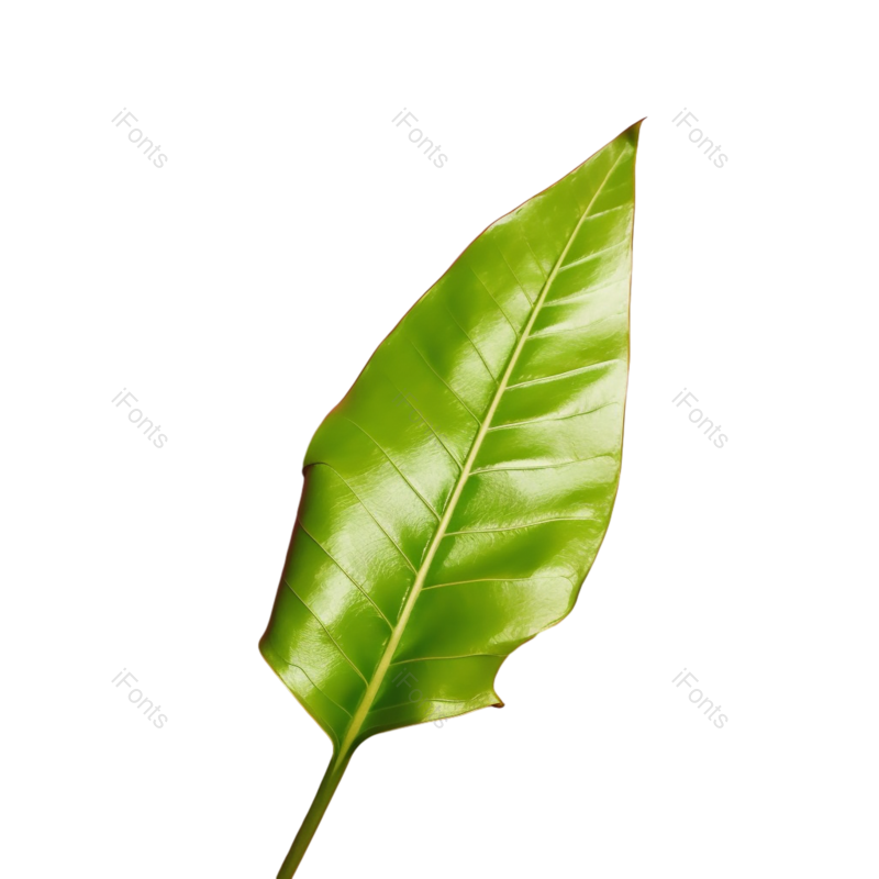 叶子图片,摄影元素,自然PNG,彩色背景免抠素材